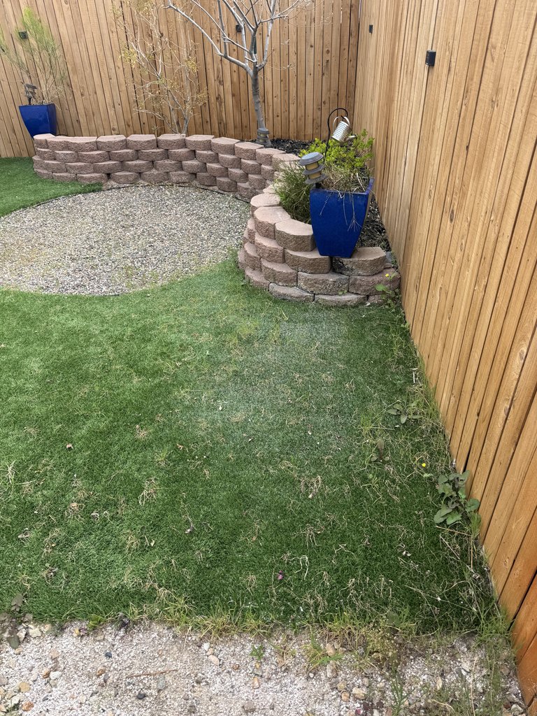Dirty artificial turf before professional cleaning - weeds, discoloration, matted fibers